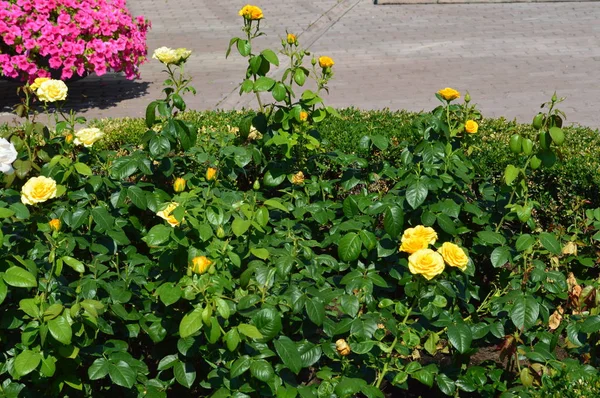 Landscape design of flower arrangements — Stock Photo, Image