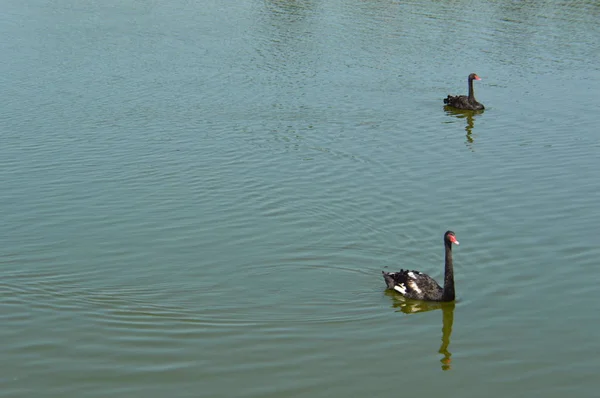 Schwarze Schwäne schwimmen im Wasser des Sees — Stockfoto