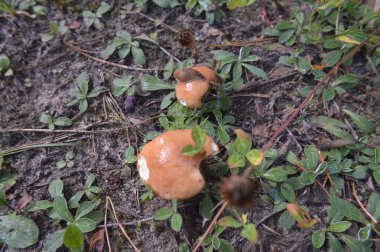 Orman bitkiler, ağaçlar ve meyveler