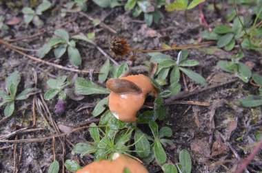 Orman bitkiler, ağaçlar ve meyveler