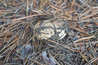 Orman bitkiler, ağaçlar ve meyveler