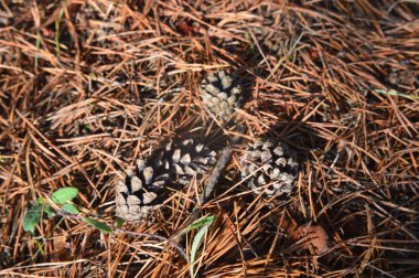 Orman bitkiler, ağaçlar ve meyveler