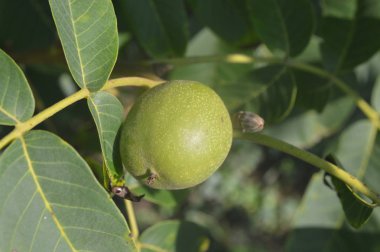 Orman bitkiler, ağaçlar ve meyveler