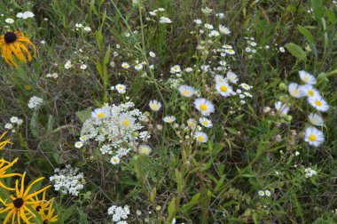 Orman bitkiler, ağaçlar ve meyveler