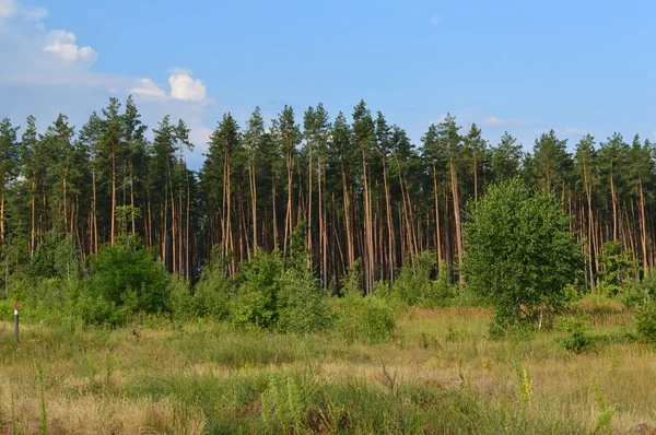 Rośliny leśne, drzewa i owoce — Zdjęcie stockowe