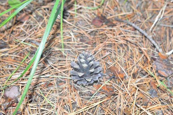 森林植物、木々、果物 — ストック写真