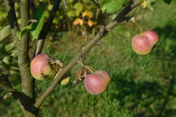 Erdei növények, fák és gyümölcsök — Stock Fotó