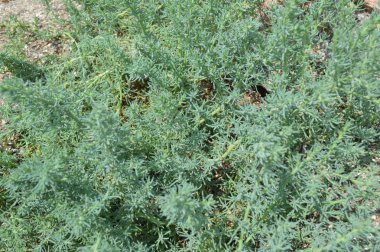 Çalıların ve ağaçların yeşil dokusu