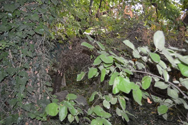 Groene textuur van struiken en bomen — Stockfoto