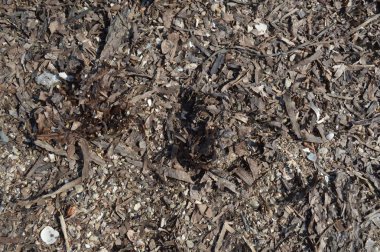 Deniz tabanının su yla görünümü