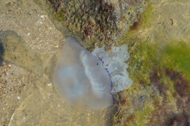 Deniz tabanının su yla görünümü