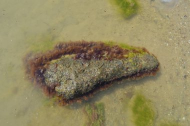 Kıyıda deniz kayası doğa