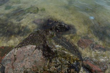 Kıyıda deniz kayası doğa