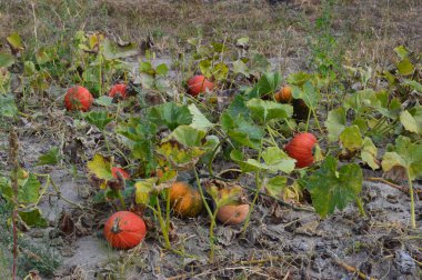 bahçede büyüyen kabaklar