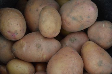 Bahçede bahar patates hasadı