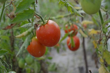 Bahçede domates bahar hasadı