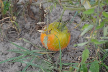 Bahçede domates bahar hasadı