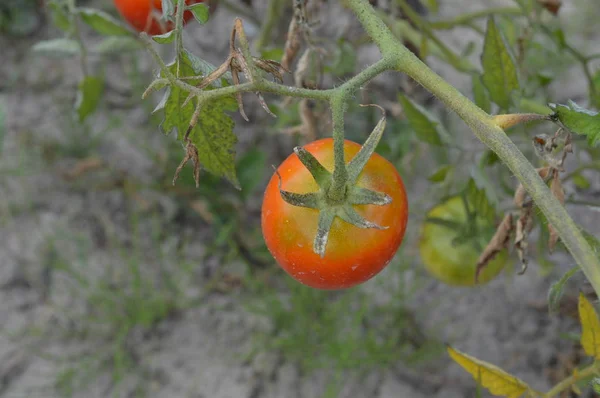 Colheita de primavera de tomates no jardim — Fotografia de Stock