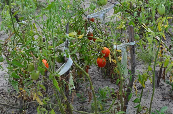 Spring harvest of tomatoes in the garden — Stock Photo, Image