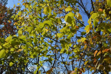 Sonbahar ormanlarındaki bitki ve ağaçların dokusu