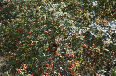 Sonbahar ormanlarındaki bitki ve ağaçların dokusu