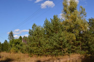 Sonbahar ormanlarındaki bitki ve ağaçların dokusu