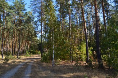 Sonbahar ormanlarındaki bitki ve ağaçların dokusu