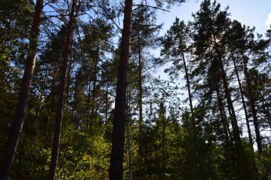 Sonbahar ormanlarındaki bitki ve ağaçların dokusu