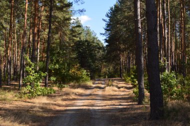 Sonbahar ormanlarındaki bitki ve ağaçların dokusu