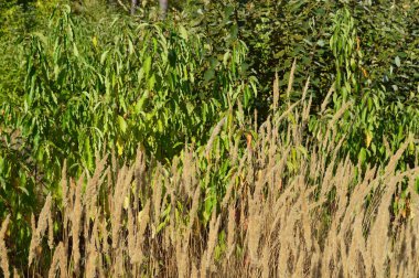 Sonbahar ormanlarındaki bitki ve ağaçların dokusu