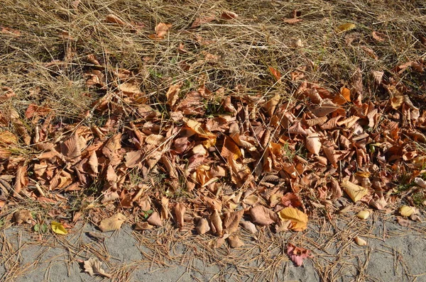 Texture di piante e alberi nella foresta autunnale — Foto Stock