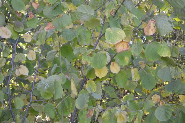 Текстура растений и деревьев в осеннем лесу — стоковое фото