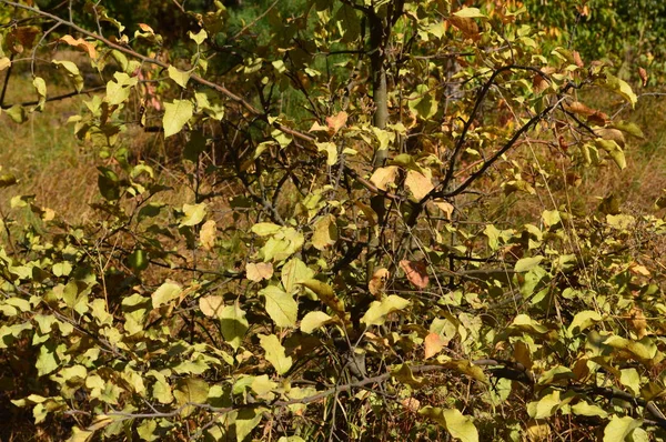 Textuur van planten en bomen in het herfst bos — Stockfoto