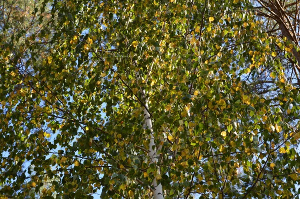 Textura de plantas y árboles en el bosque otoñal —  Fotos de Stock