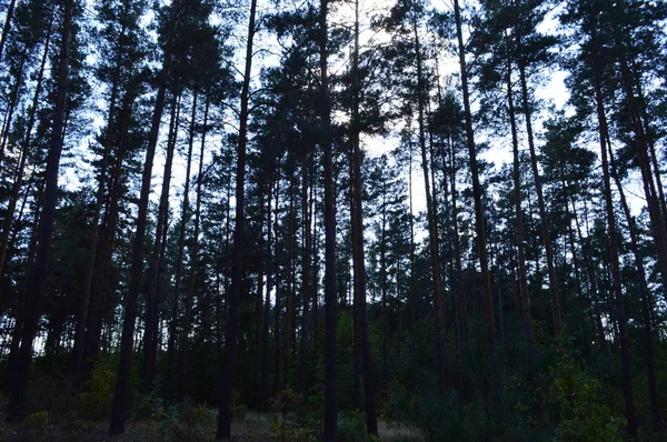 Textura de plantas y árboles en el bosque otoñal — Foto de Stock