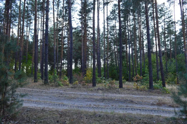 Textur von Pflanzen und Bäumen im herbstlichen Wald — Stockfoto