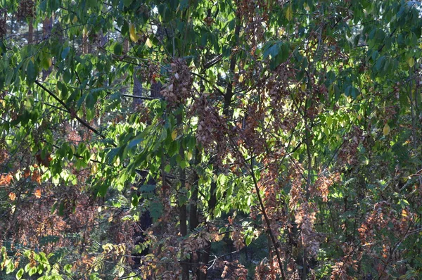 Текстура растений и деревьев в осеннем лесу — стоковое фото