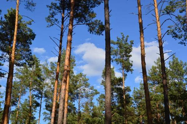 Textura de plantas y árboles en el bosque otoñal — Foto de Stock