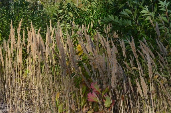 Textura de plantas y árboles en el bosque otoñal — Foto de Stock