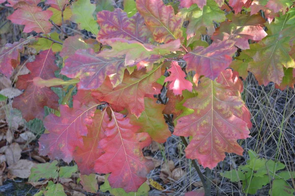 Textur von Pflanzen und Bäumen im herbstlichen Wald — Stockfoto