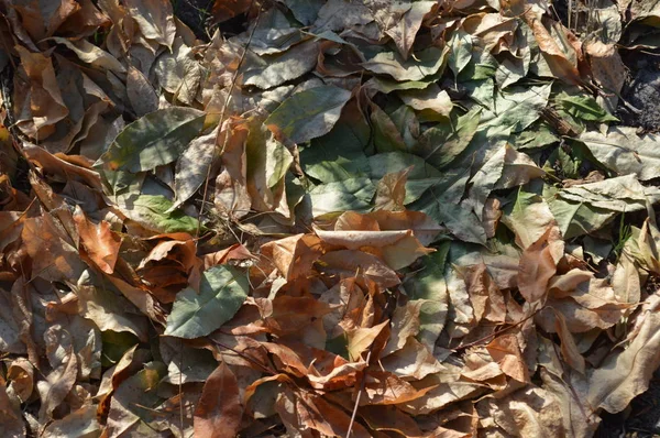 Textuur van planten en bomen in het herfst bos — Stockfoto