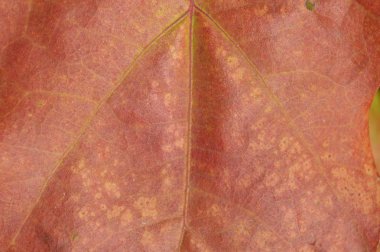 Sonbahar ormanlarındaki bitki ve ağaçların dokusu