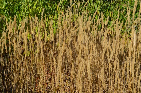 Textura de plantas y árboles en el bosque otoñal — Foto de Stock