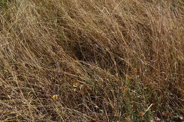 秋の森の植物や木の質感 — ストック写真