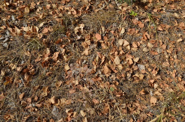 Textura de plantas y árboles en el bosque otoñal — Foto de Stock