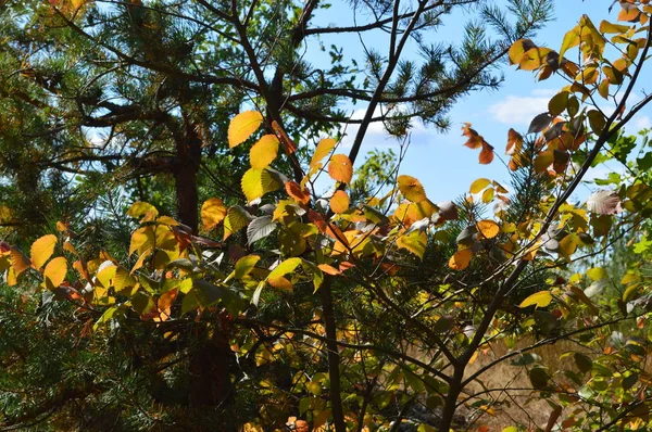 Текстура рослин і дерев в осінньому лісі — стокове фото