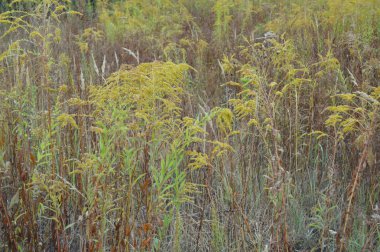 Çiçekler ve sonbahar farklı renklerin detayları yakın çekim