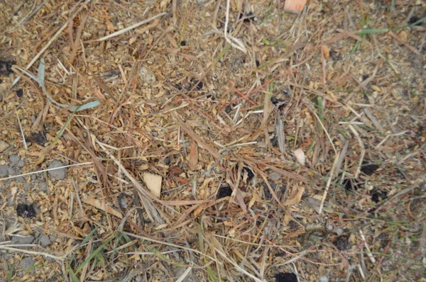Bolotas de carvalho caíram no outono na floresta — Fotografia de Stock