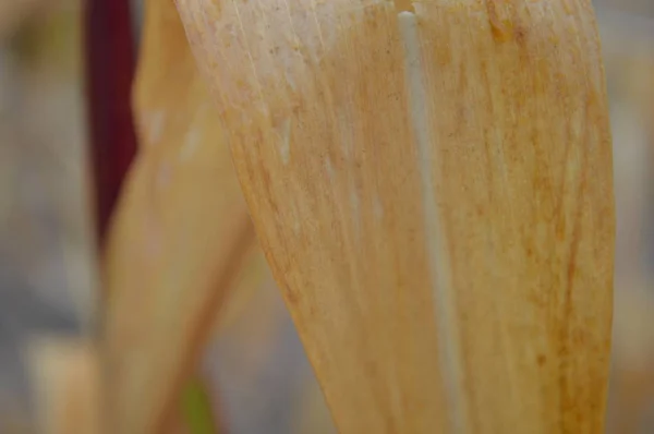 Herfst gele maïs droogt op het veld — Stockfoto