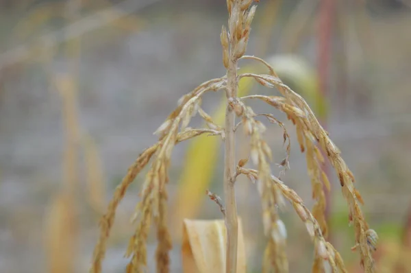 Outono milho amarelo seca no campo — Fotografia de Stock